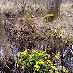 Swierkowy Zakatek *