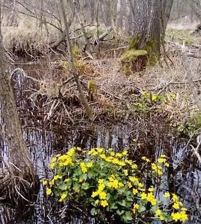 Swierkowy Zakatek *